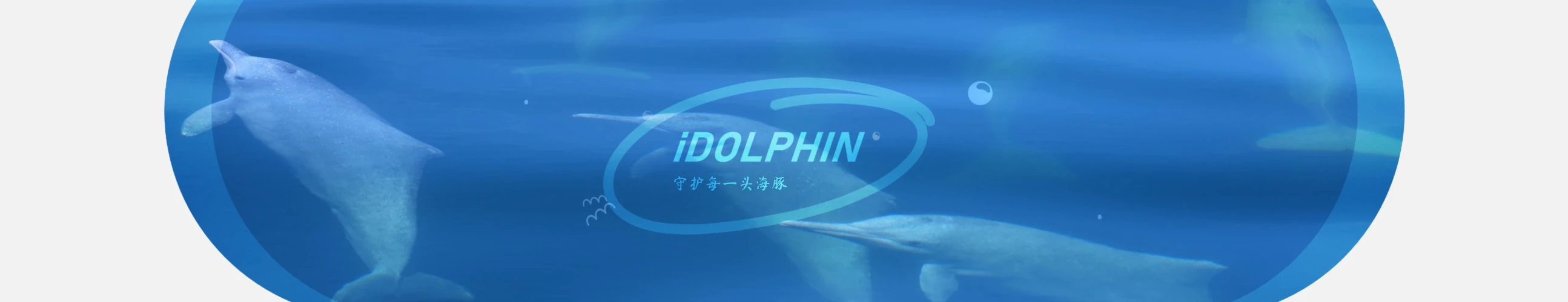 爱海豚公益计划